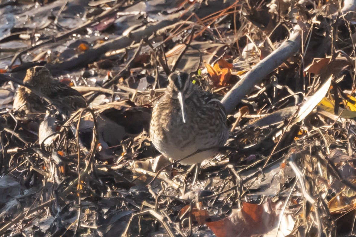 Wilson's Snipe - Barry Langdon-Lassagne