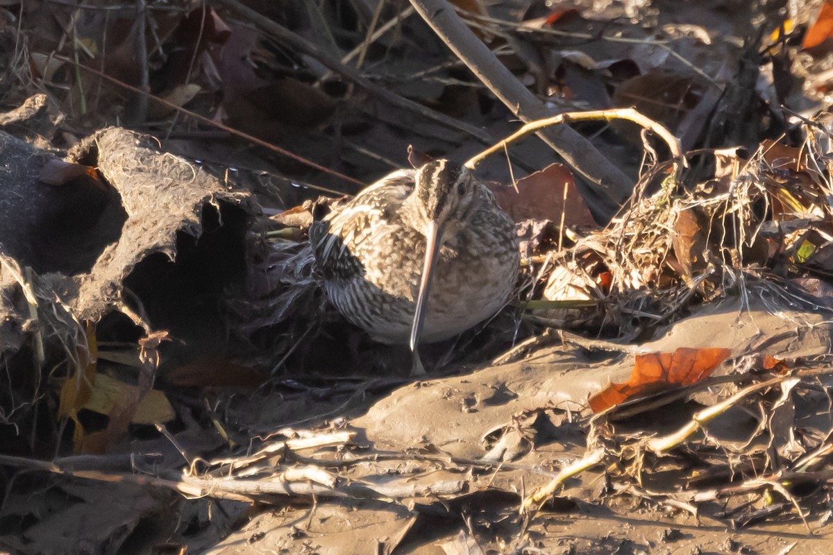 Wilson's Snipe - ML397395781