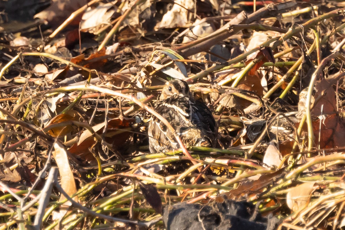 Wilson's Snipe - ML397395801