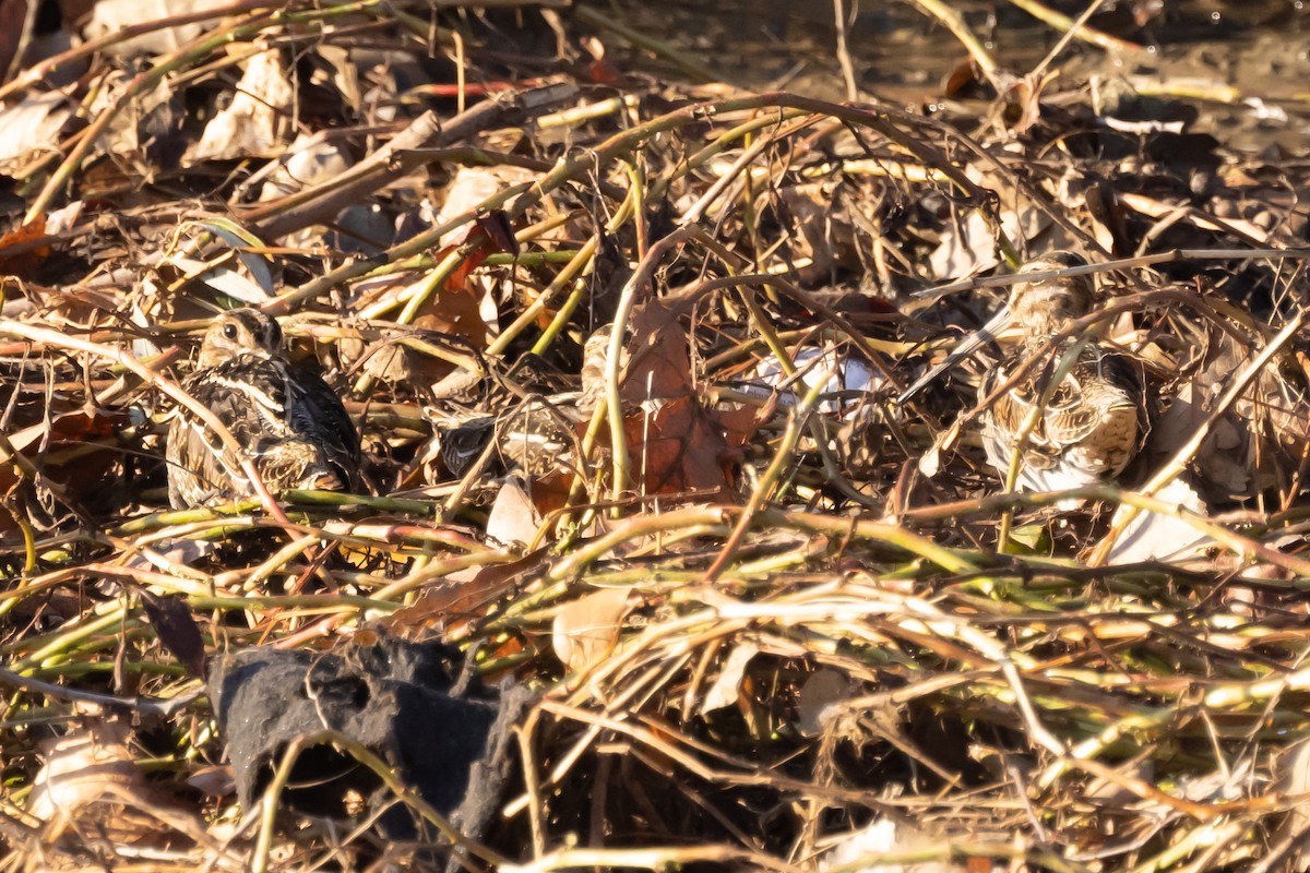 Wilson's Snipe - ML397395831