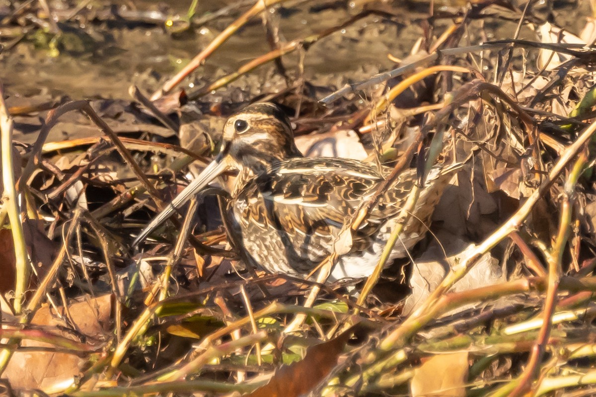 Wilson's Snipe - ML397395931