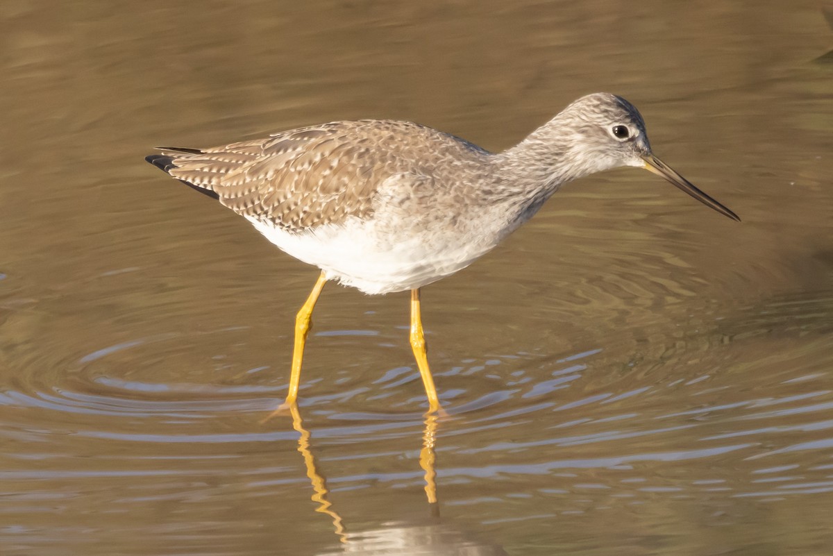 Greater Yellowlegs - ML397396111