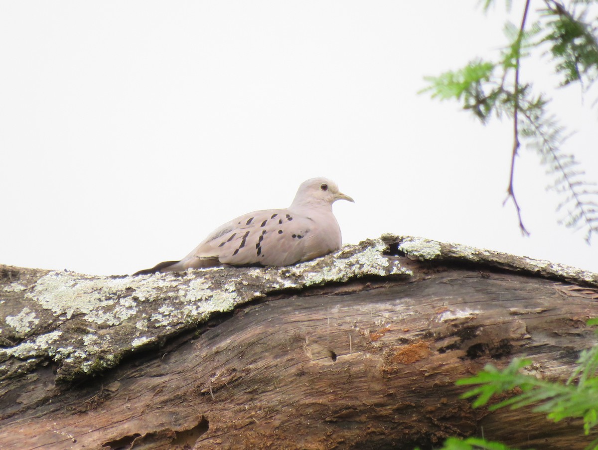 Ecuadorian Ground Dove - Jay Withgott