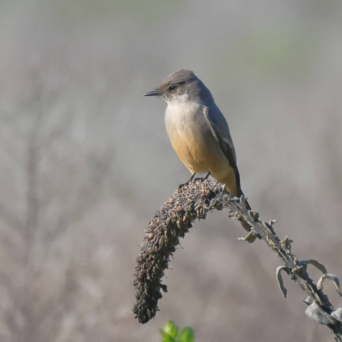 Say's Phoebe - ML397399441