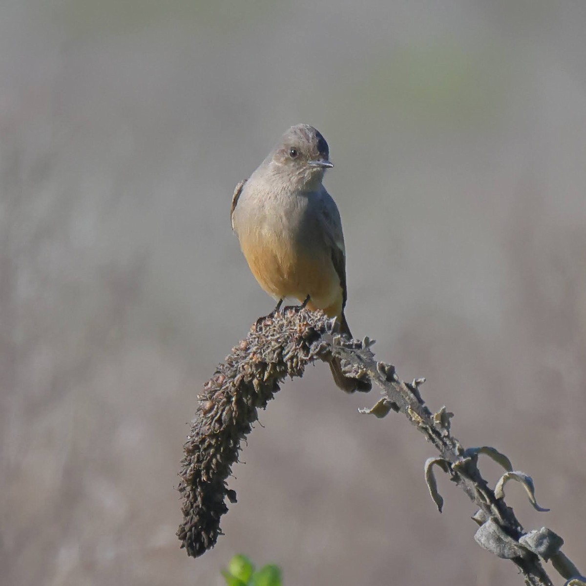 Say's Phoebe - ML397399531