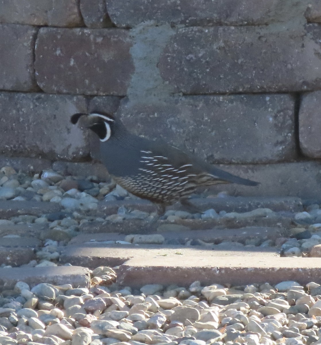 California/Gambel's Quail - ML397399581