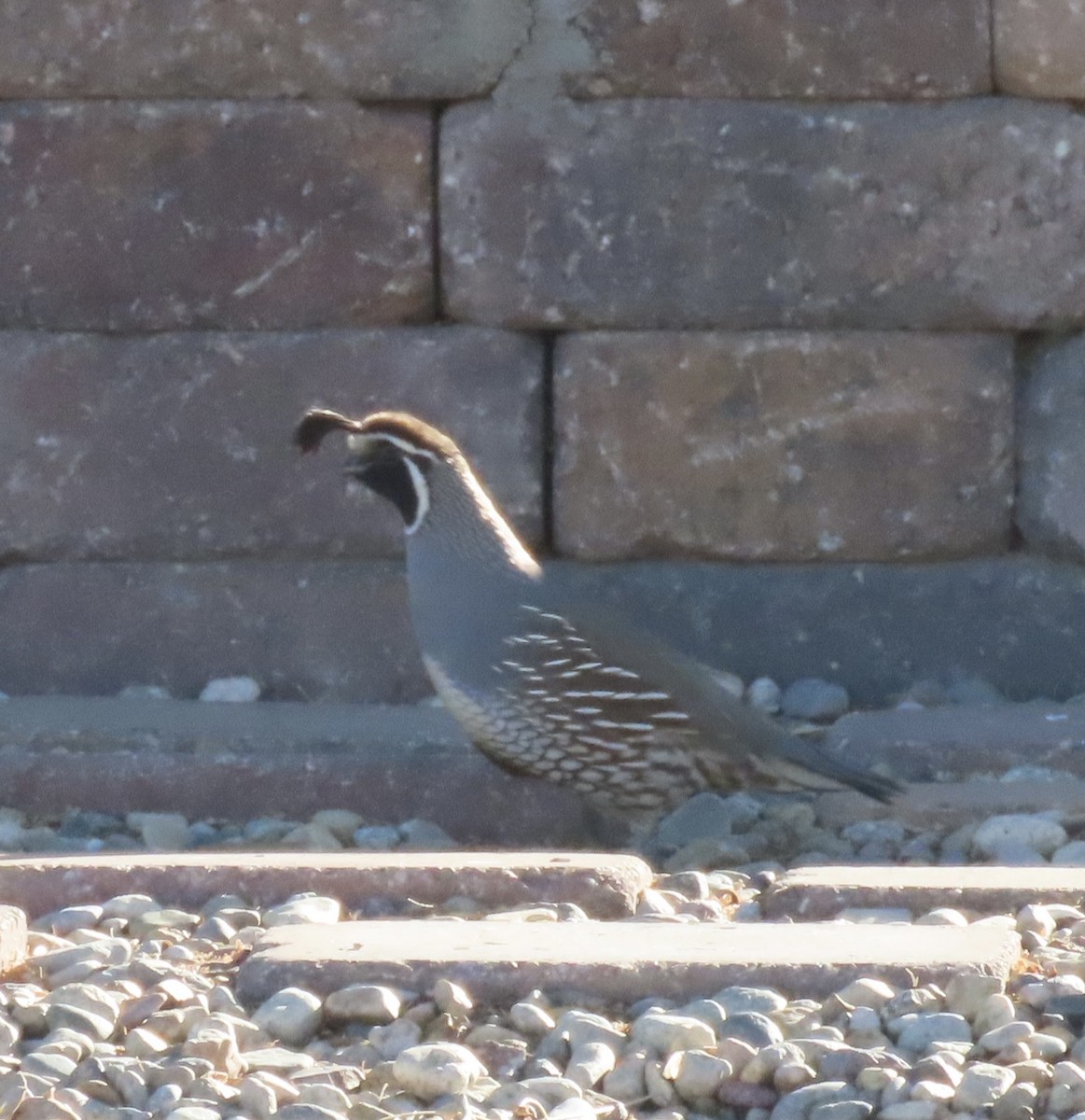 California/Gambel's Quail - ML397399591