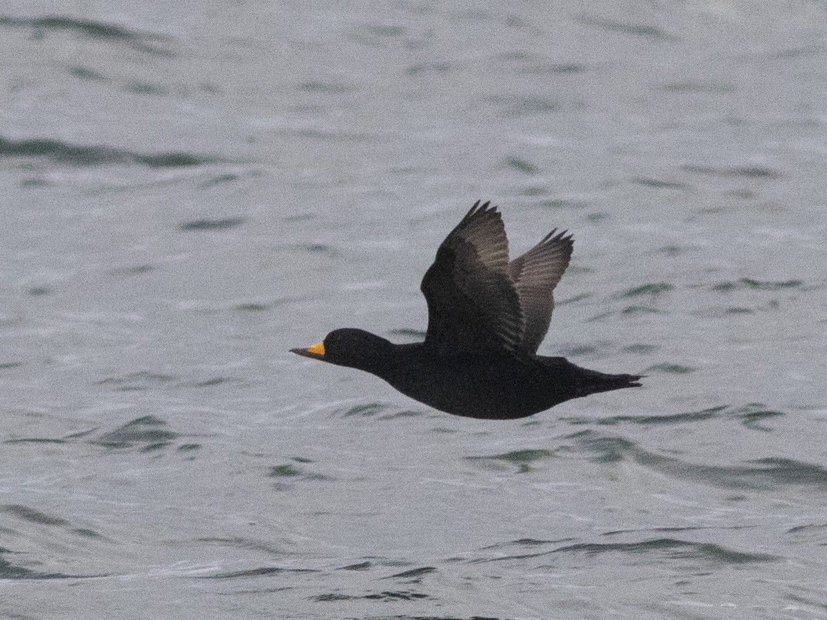 Black Scoter - ML397399941