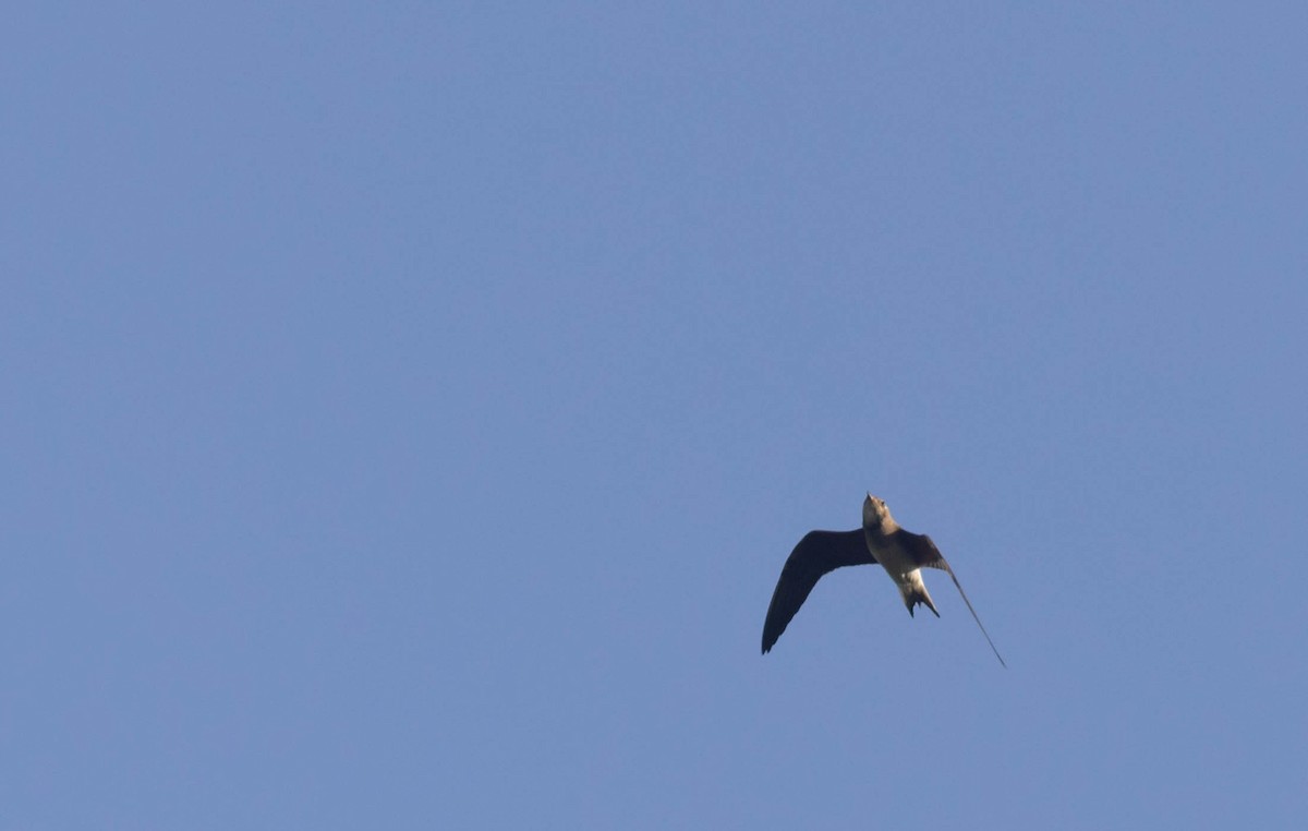 Oriental Pratincole - ML397400411