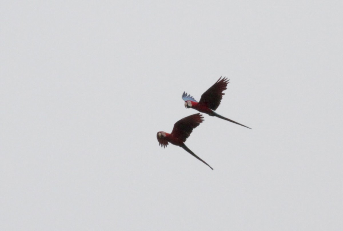 Red-and-green Macaw - ML39740201