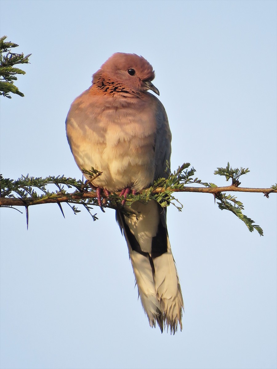 Laughing Dove - ML397402701