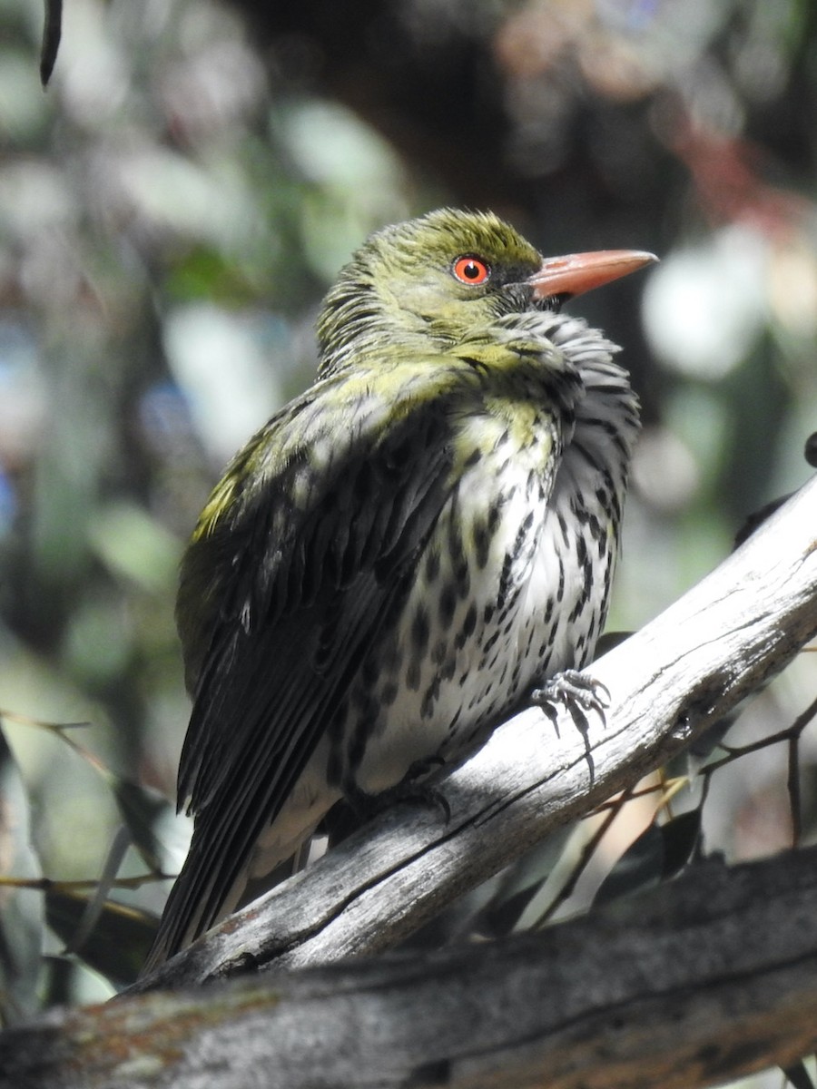 Olive-backed Oriole - ML397406061