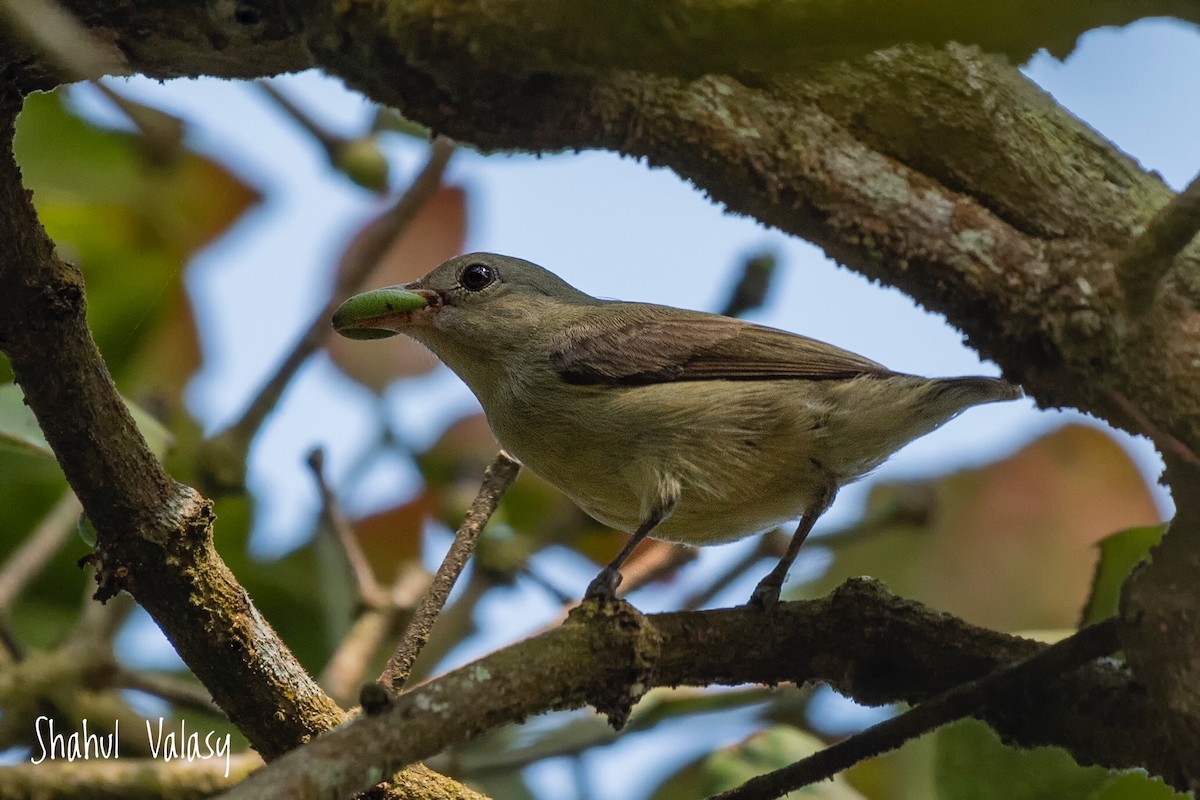 Pale-billed Flowerpecker - ML397406191