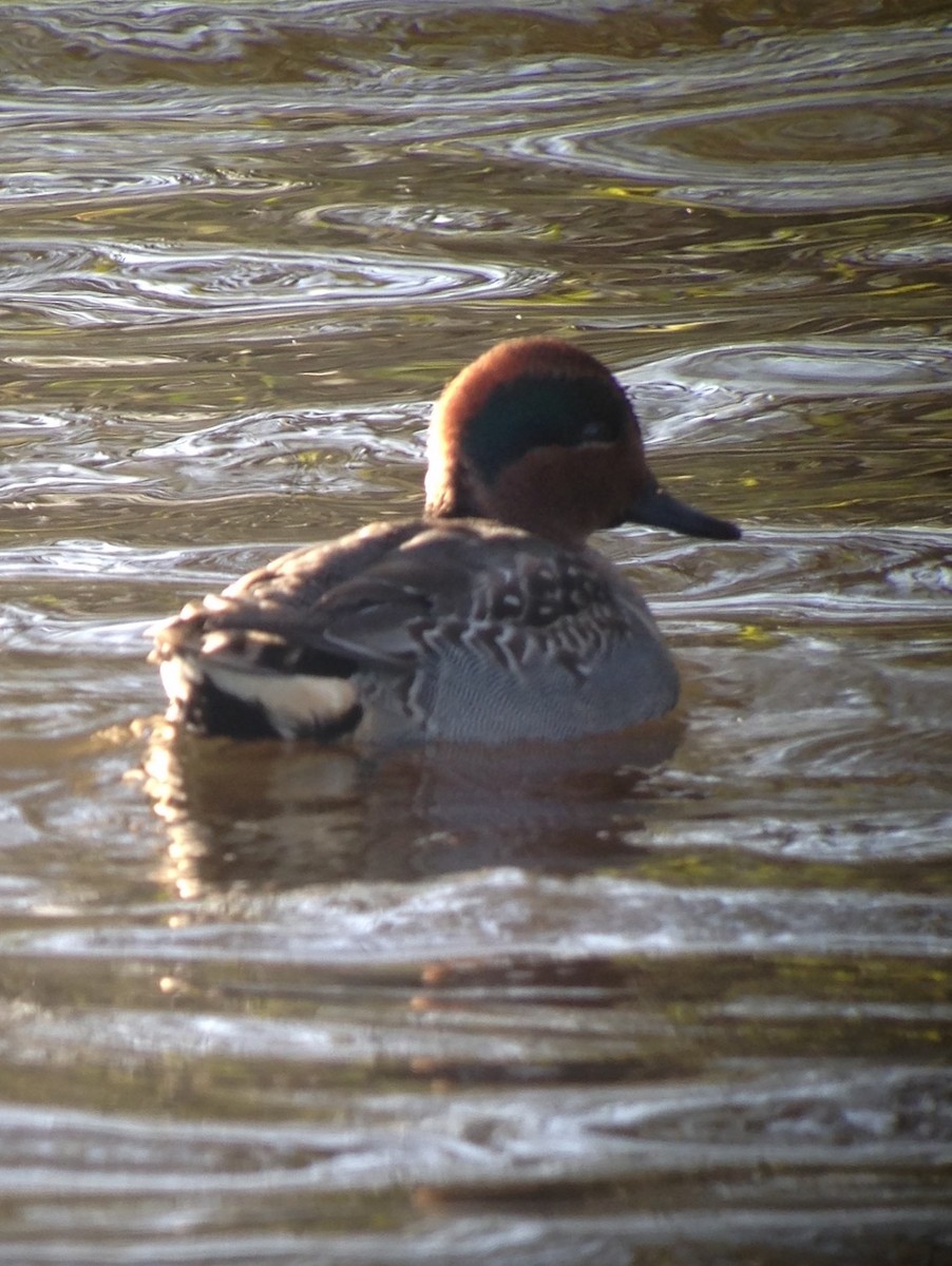 Green-winged Teal - Carey Bergman