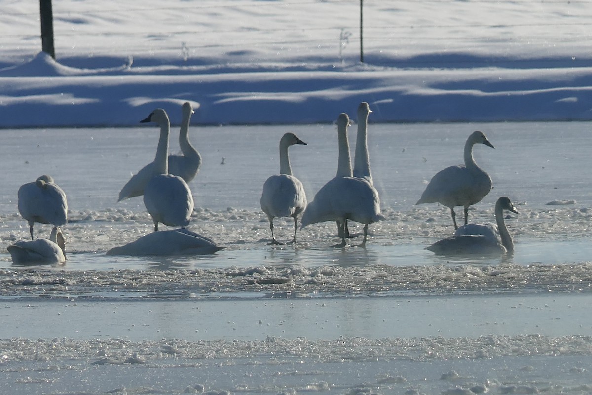 Cisne Trompetero - ML397407341