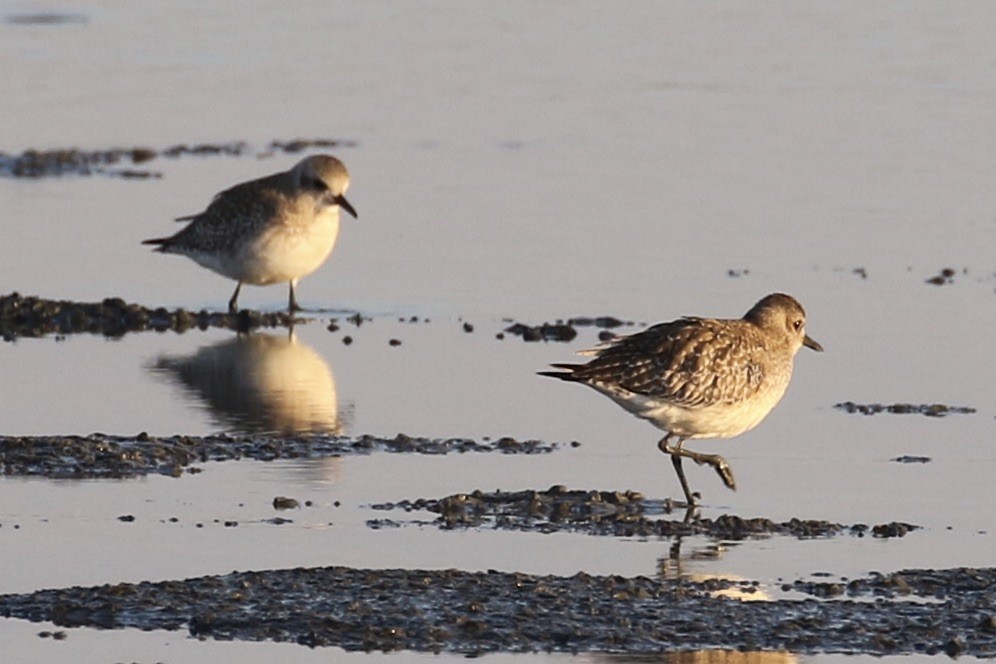 Black-bellied Plover - ML397407881