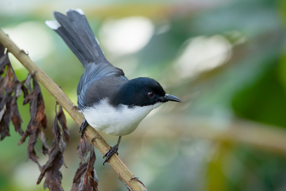 Black-backed Sibia - Ayuwat Jearwattanakanok