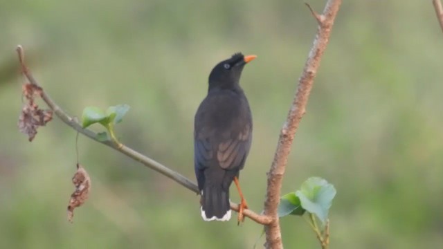 Jungle Myna - ML397408571