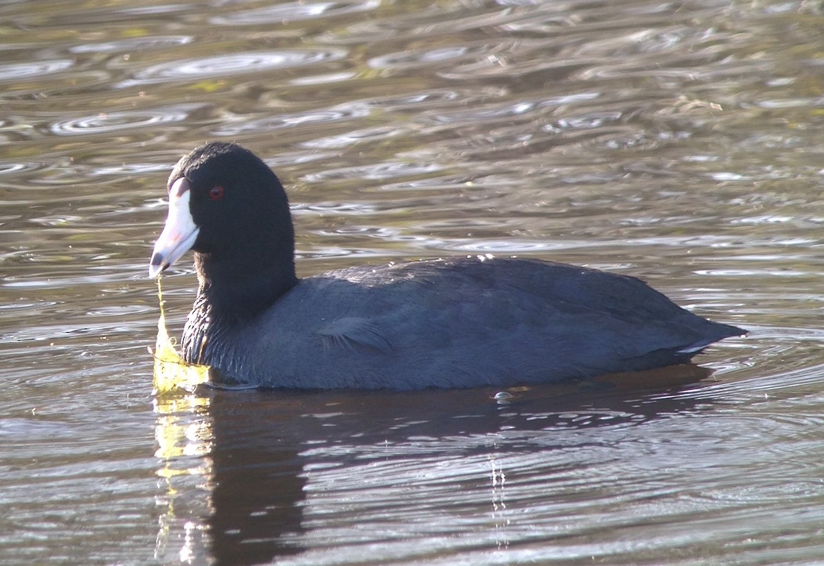 American Coot - Carey Bergman