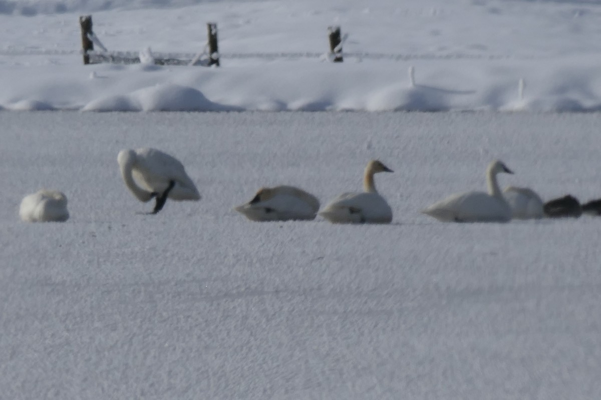 Trumpeter Swan - ML397408751