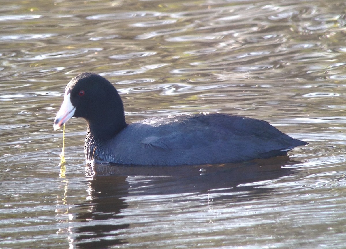 American Coot - ML39740881