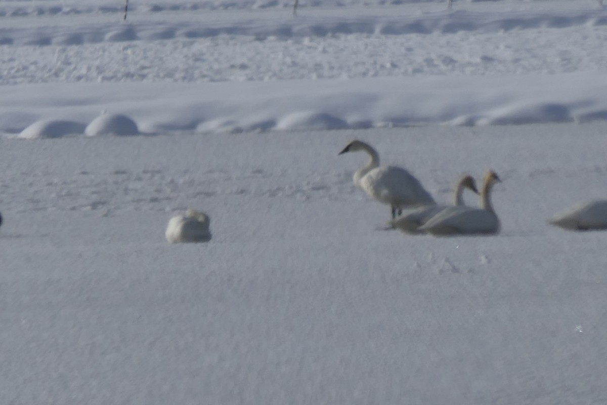 Trumpeter Swan - ML397408831