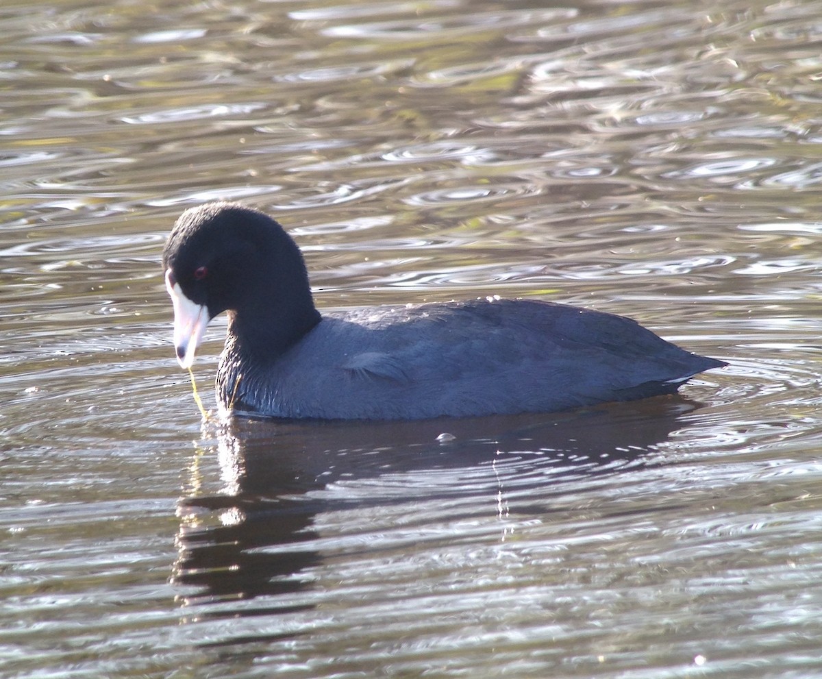 American Coot - Carey Bergman