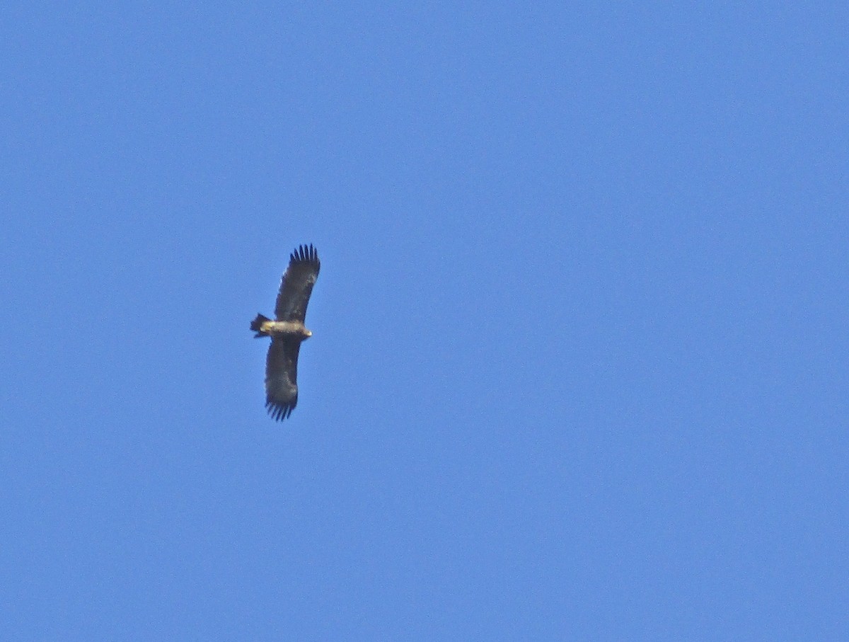 Greater Spotted Eagle - ML397409011