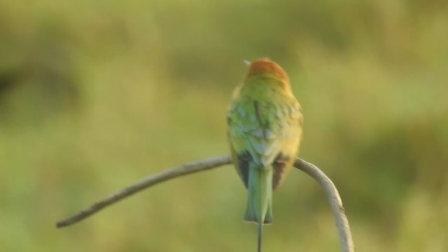 Asian Green Bee-eater - ML397409221
