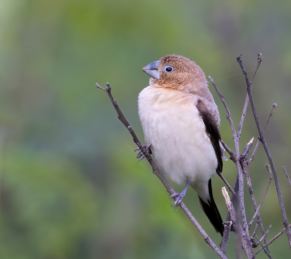 African Silverbill - ML397409581