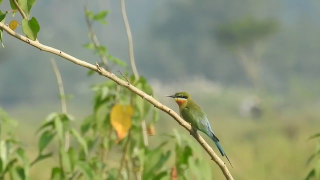 Blue-tailed Bee-eater - ML397410021