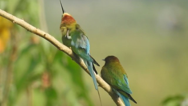 Blue-tailed Bee-eater - ML397410041