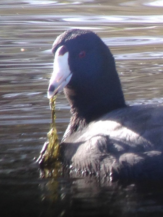 American Coot - Carey Bergman