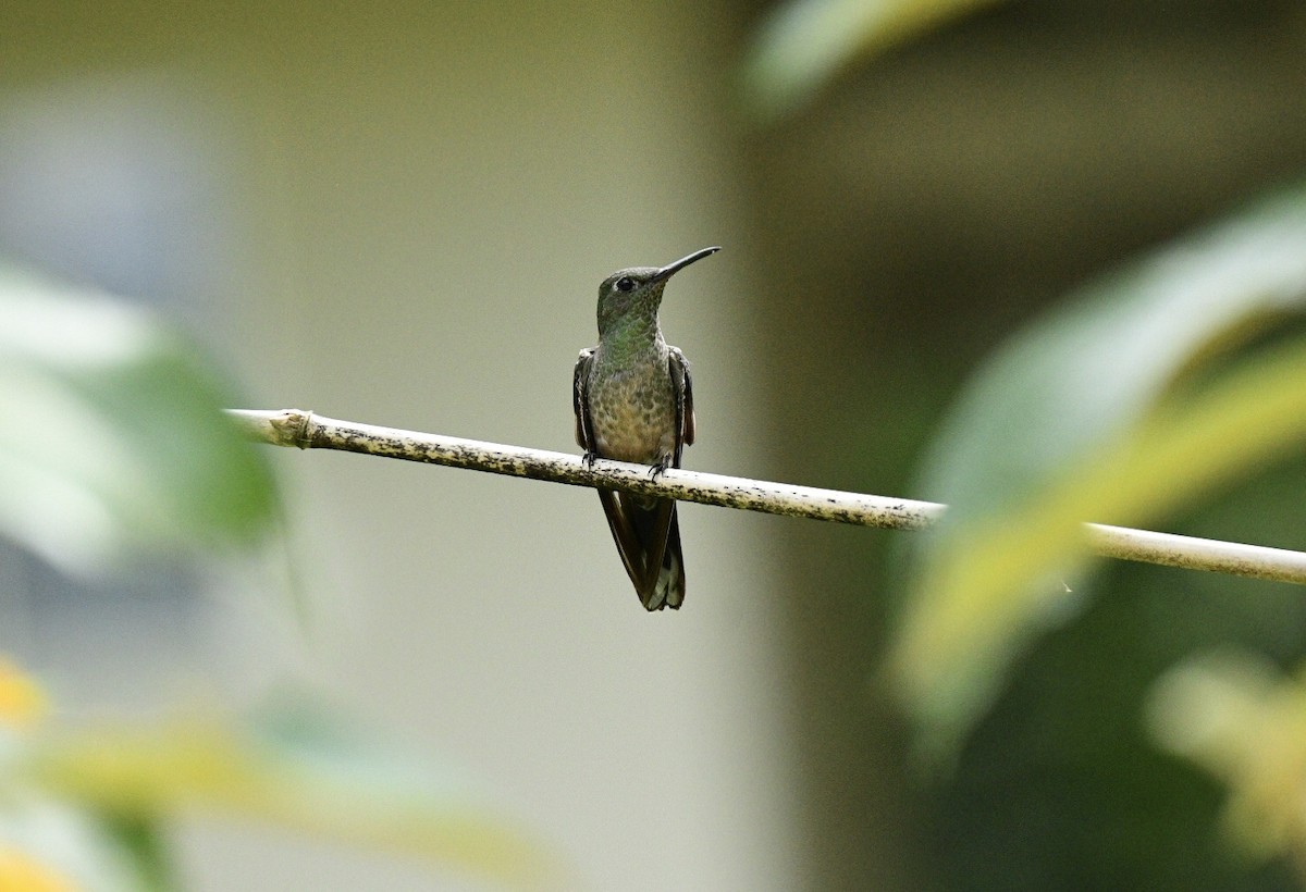 kolibřík skvrnitoprsý - ML397410641