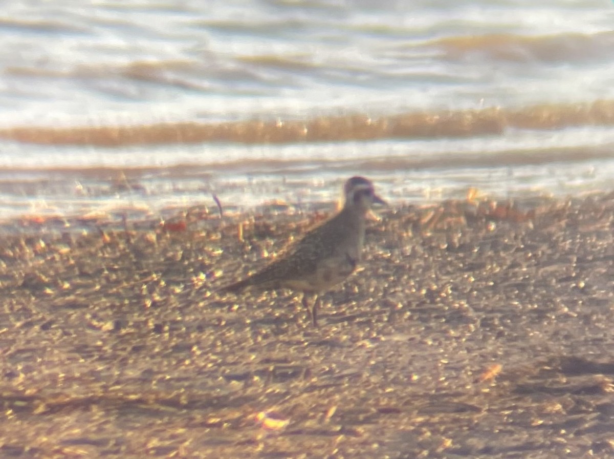 American Golden-Plover - ML397411751