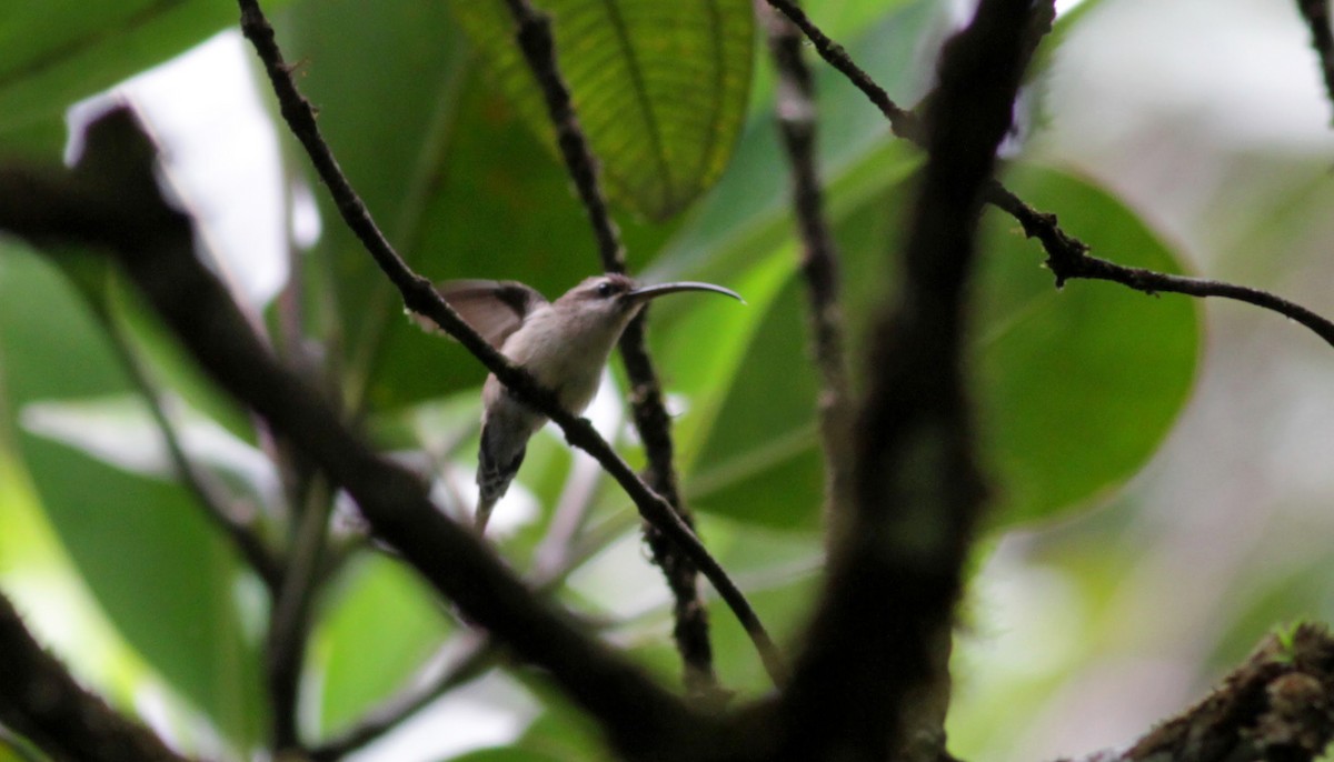 hermit sp. - ML39741301