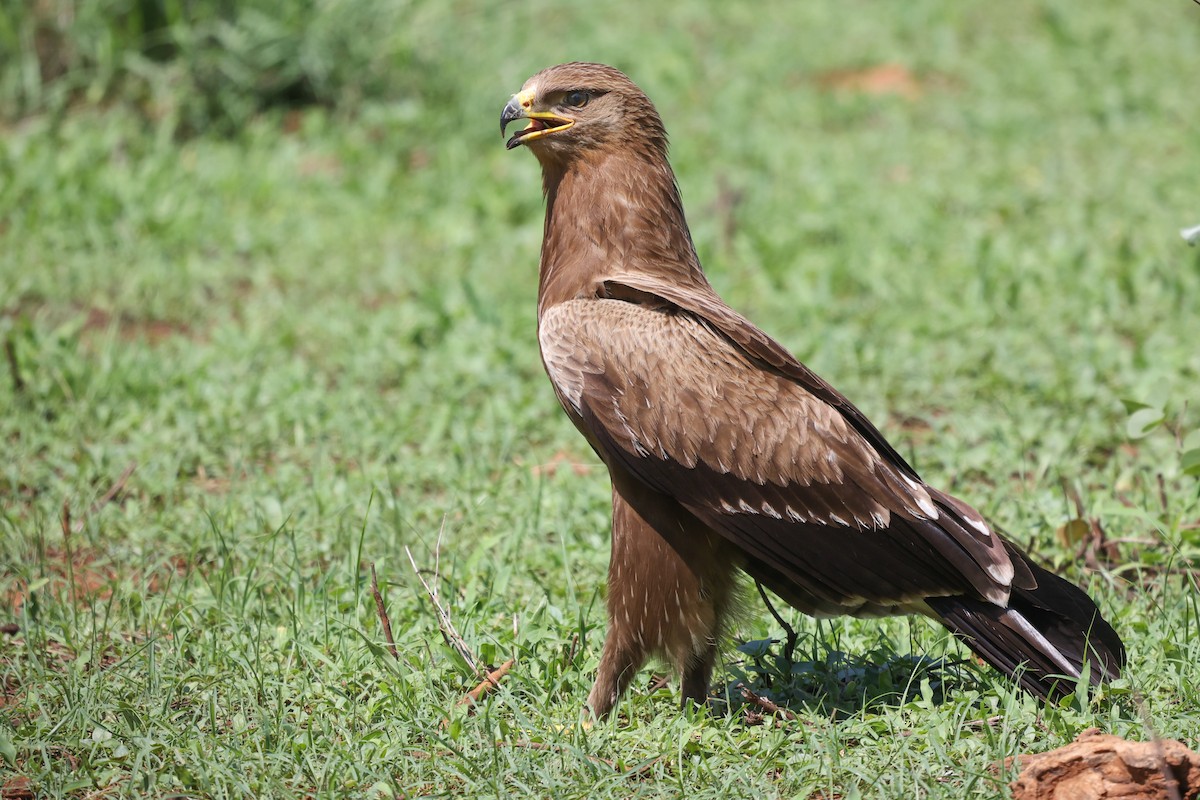 Lesser Spotted Eagle - Daniel Engelbrecht - Birding Ecotours