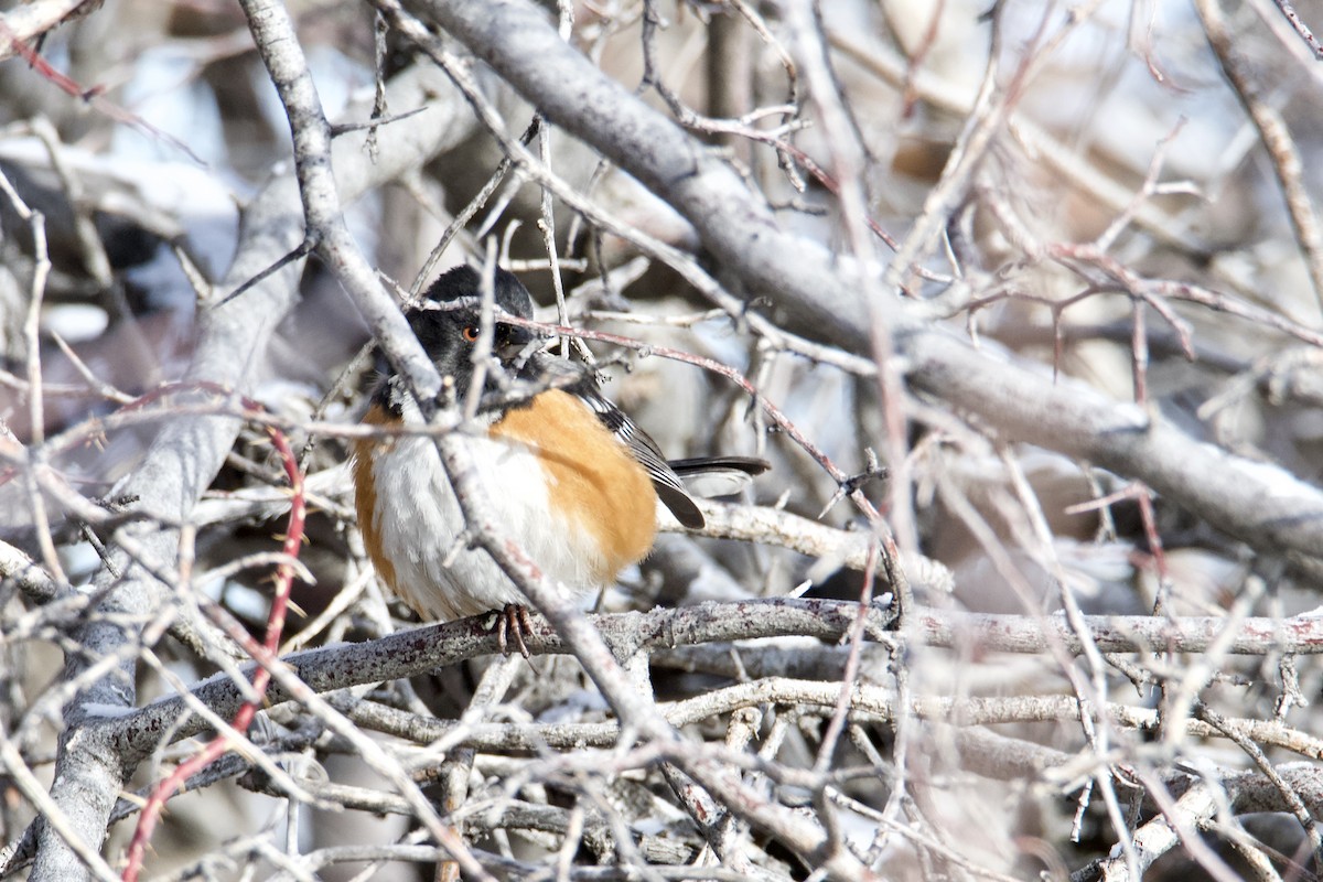 Spotted Towhee - Frank Stetler