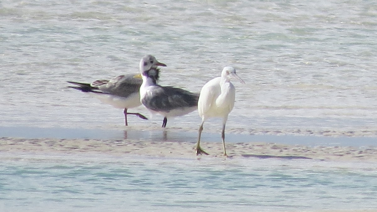 Great Crested Tern - Niro Nobert