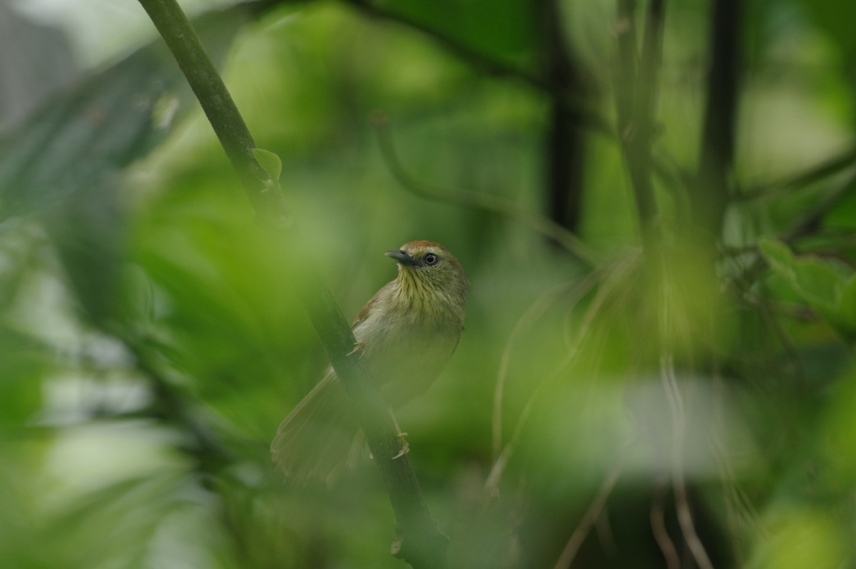 Pin-striped Tit-Babbler - ML397417551