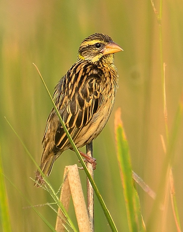 Streaked Weaver - ML397419061