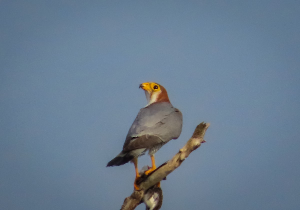 Red-necked Falcon - ML397420381