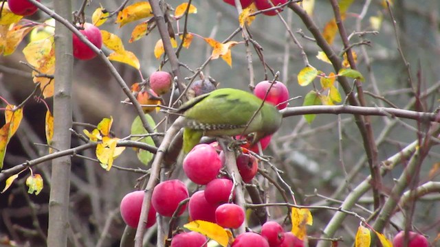 Gray-headed Woodpecker - ML397421211