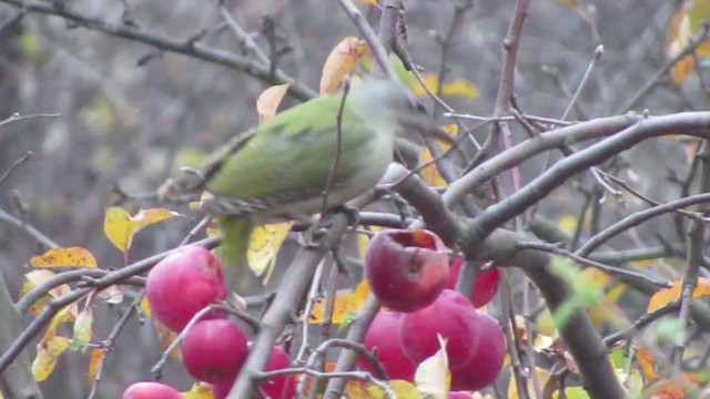 Gray-headed Woodpecker - ML397421311