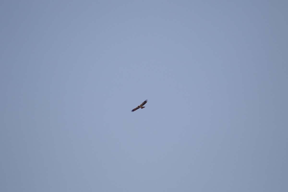 Booted Eagle - ML397421801