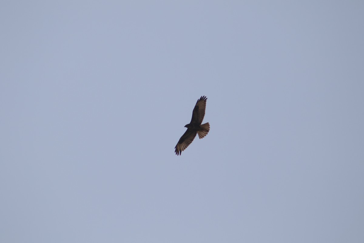 Common Buzzard - ML397421821