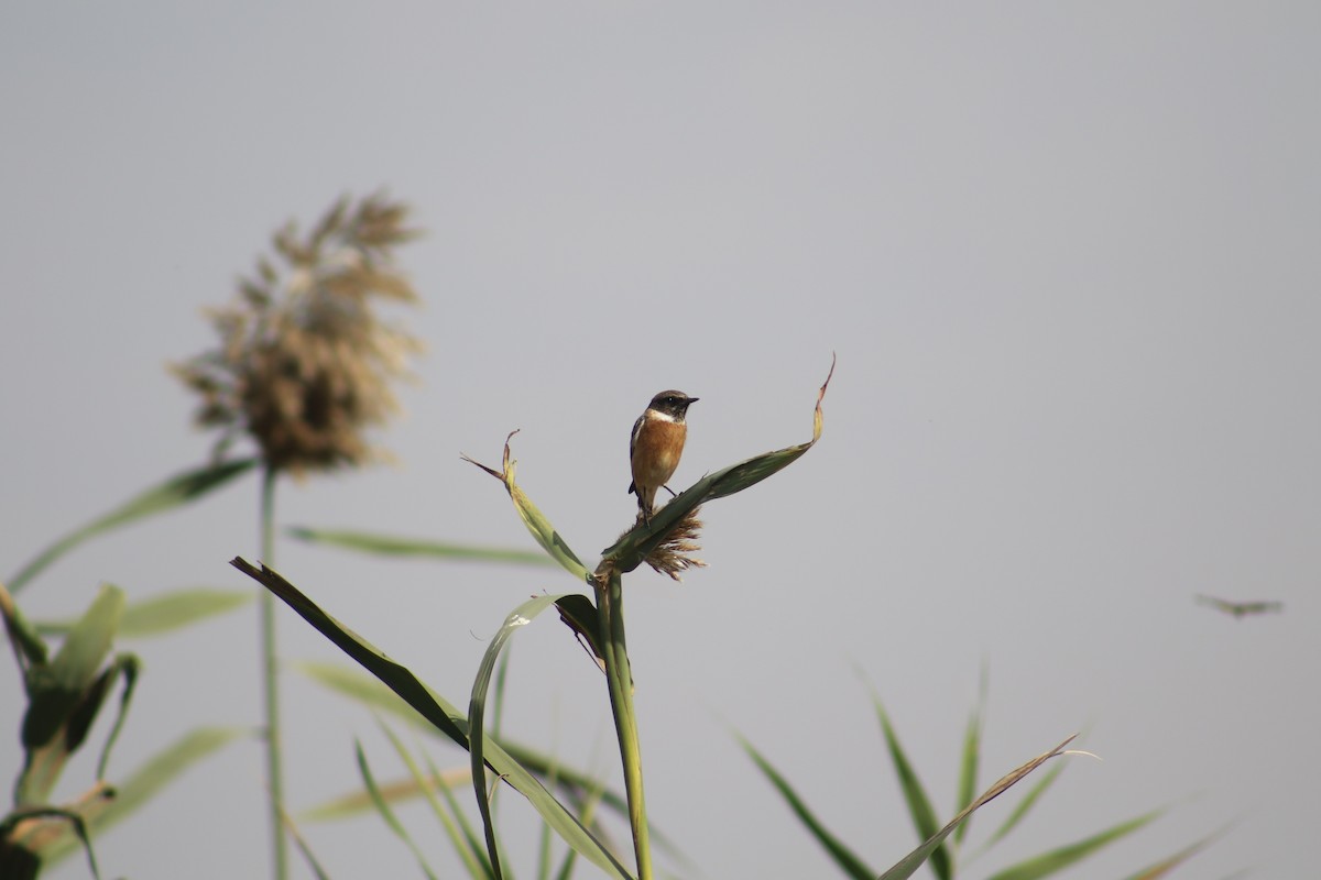 European Stonechat - ML397422111