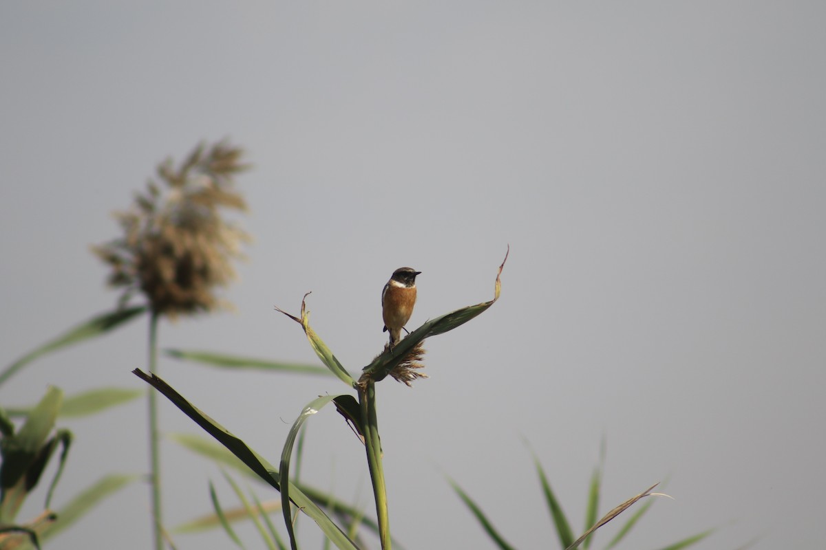 European Stonechat - ML397422121