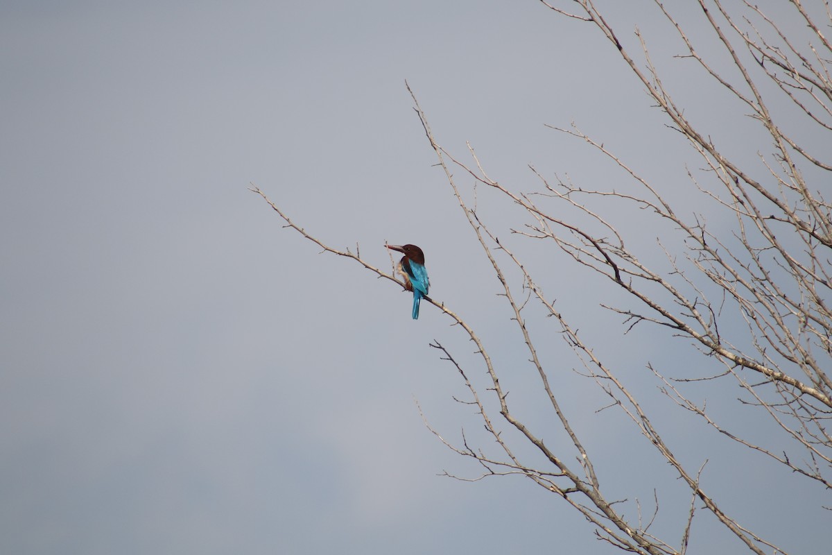 White-throated Kingfisher - ML397422221