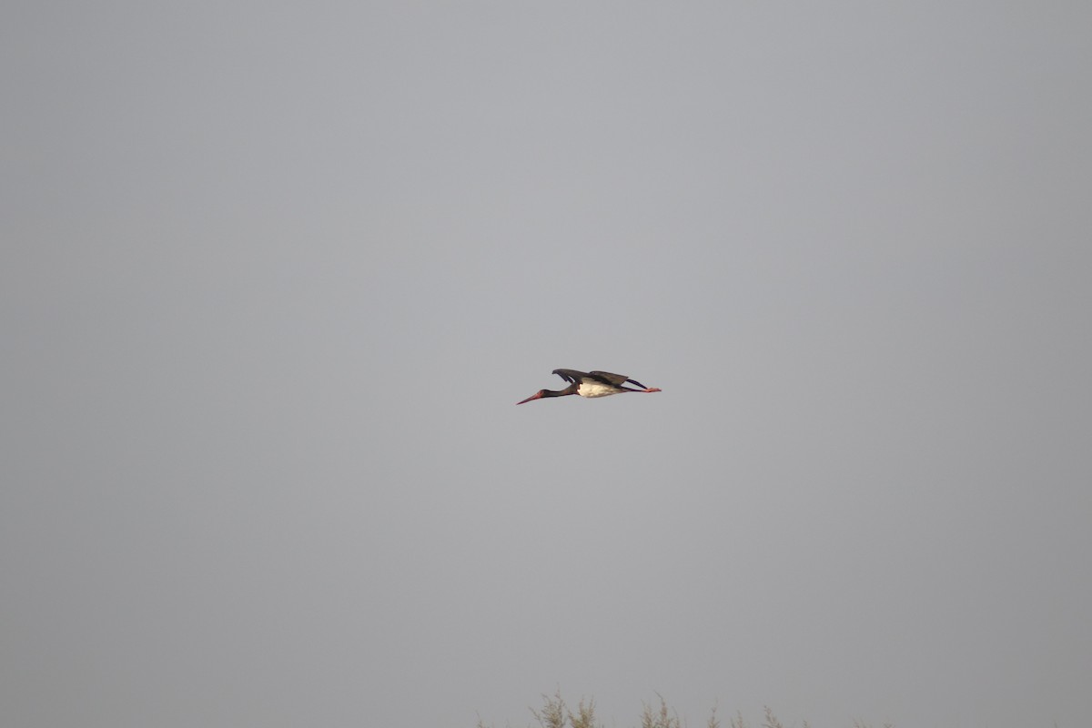 Black Stork - ML397422421